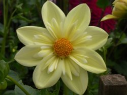 Sunburst Dahlia Wallpaper