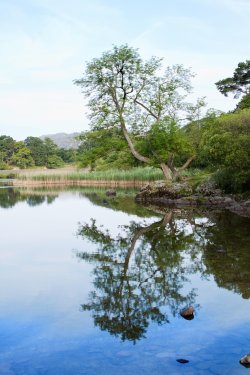 Early morning reflections