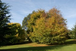 Polesden Park again! Wallpaper