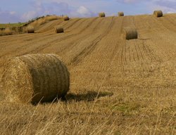 A field of Hay Bales