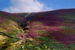 Whitendale Hanging Stones Wallpaper