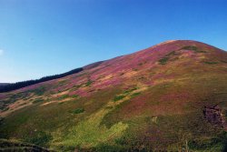 Whitendale Hanging Stones Wallpaper