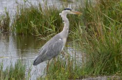 Fishing Heron Wallpaper