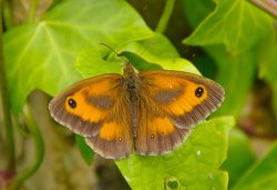 Gatekeeper (Pyronia Tithonus)