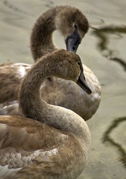 Cygnets on Lymington River