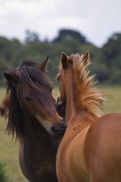New Forest Ponies