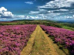 Heather on the Heath