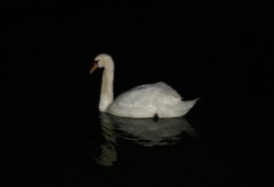 Night swan Wallpaper