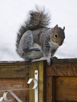 Itchy Squirrel