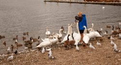 Feeding time! Wallpaper