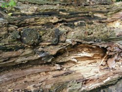 A World of Timber Wallpaper