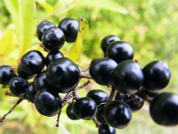 Elderberry Wallpaper