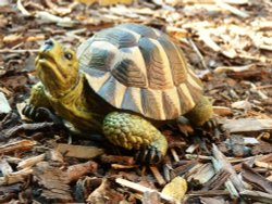 PLEASE SIR, CAN I HAVE SOME MORE? Wallpaper