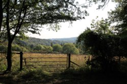 Woodland near Maidensgrove Wallpaper