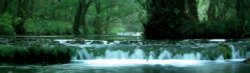 Dove flows by