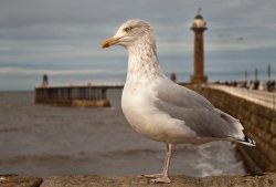 A local native 1 Wallpaper