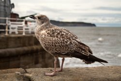 A local native 2 Wallpaper