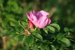 Wild Rose seen along the Coastal Path at Whitburn.