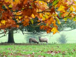 Kedleston Hall Park Wallpaper