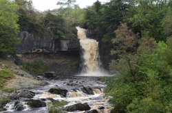 Thornton Force Wallpaper