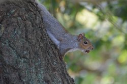 Collecting Acorns Wallpaper