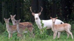 Watchers in the wood