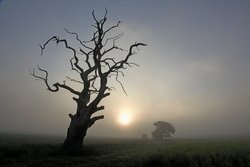 Trees and mist Wallpaper