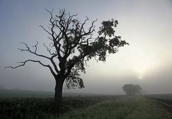 Trees and mist Wallpaper