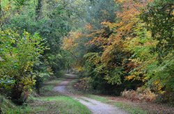 Woodland Walk Wallpaper