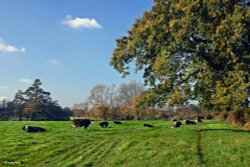 Stour Valley Autumn Wallpaper