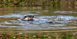 Stour Valley Autumn Wallpaper