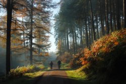 Heart of the Forest 7 Wallpaper