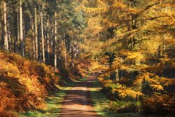 Heart of the Forest 8 Wallpaper