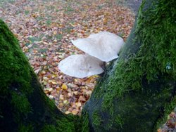 More fungi Wallpaper