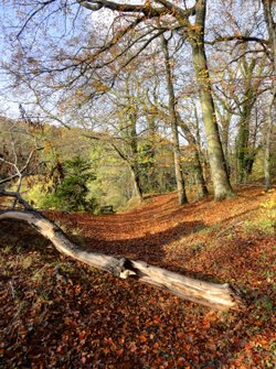 Woods at Roche Abbey