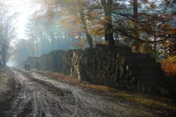 An Autumn Walk Wallpaper