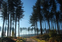 Pine Trees, Cannock Chase Wallpaper