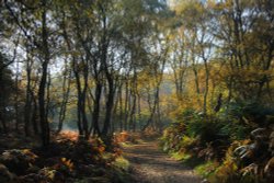 A Walk in the Forest Wallpaper