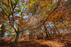 Autumn Colours 2 Wallpaper