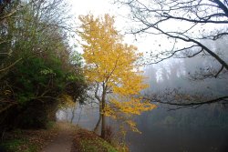 Riverside path Wallpaper