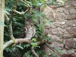 Muncaster Castle, World Owl Centre Wallpaper