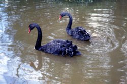 Black Swans visit Brotherswater