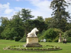 Boar Garden Wallpaper