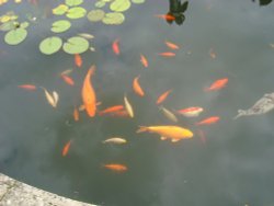 Ornamental pond Wallpaper