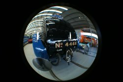 Mallard after working out Wallpaper