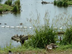 Follow my leader Wallpaper