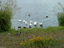 All together now Wallpaper