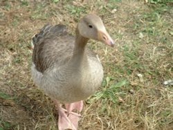 I'm pretty too! Wallpaper