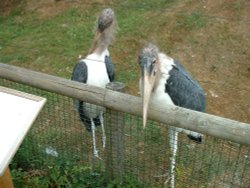 No, there are two of us Wallpaper