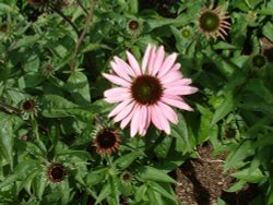 Am I the first or the last?. Wallpaper